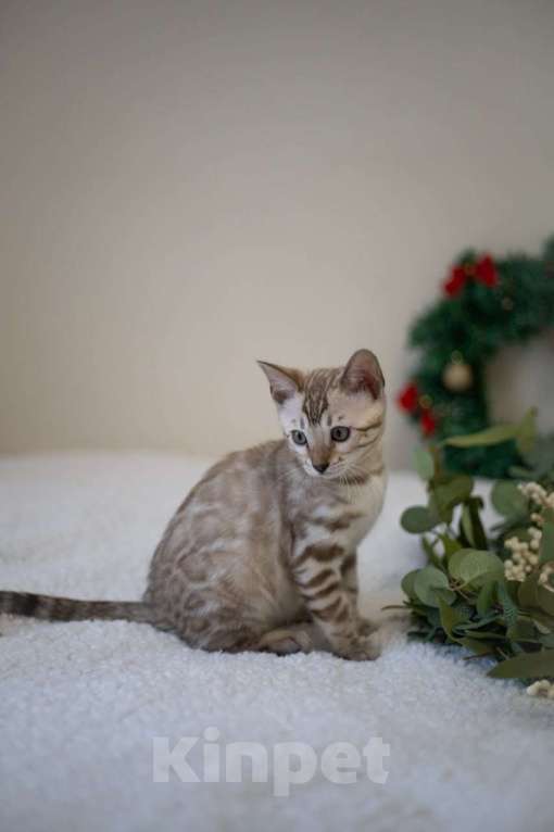 Кошки в Москве: Амелия Девочка, 60 000 руб. - фото 9