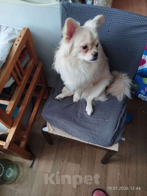 Собаки в Клине: Коржик Мальчик, 8 000 руб. - фото 2