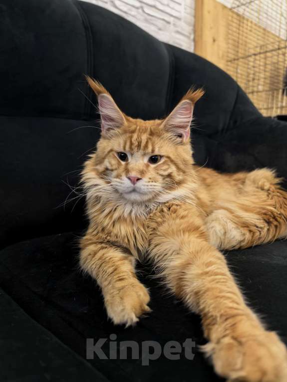 Кошки в Адыгейске: Мейн-кун котёнок мальчик 9 месяцев Мальчик, 45 000 руб. - фото 1