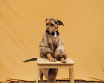 Собаки в Москве: Персик ищет дом Мальчик, Бесплатно - фото 2