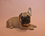 Собаки в Москве: Мальчик французского бульдога  Мальчик, 50 000 руб. - фото 1