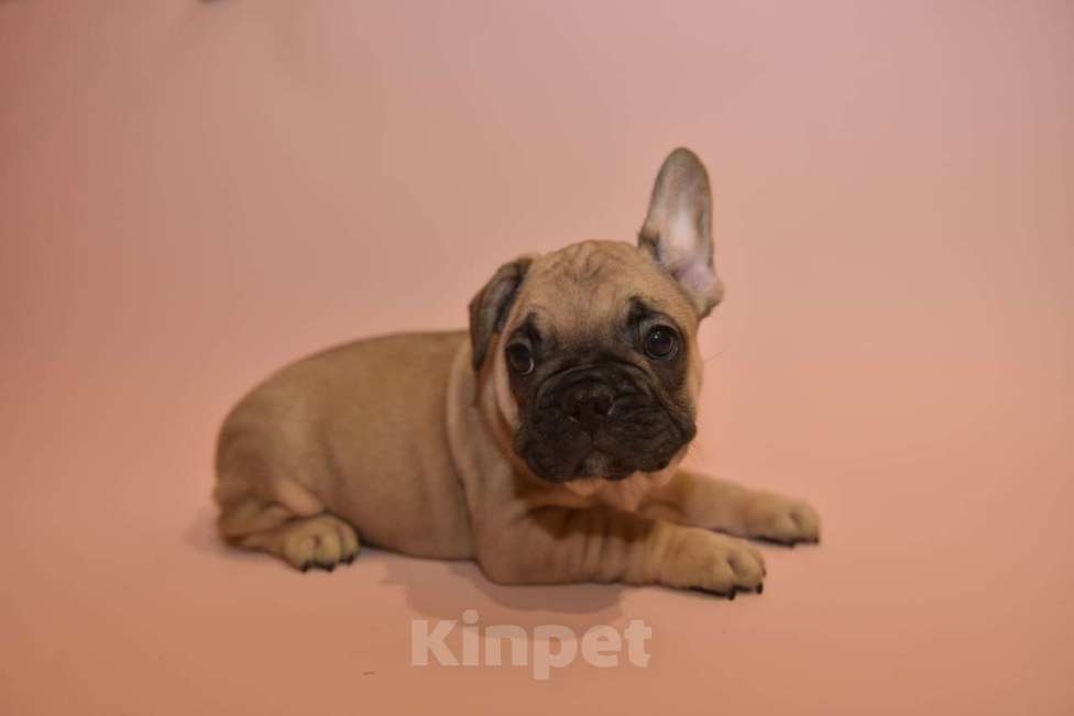 Собаки в Москве: Мальчик французского бульдога  Мальчик, 50 000 руб. - фото 1