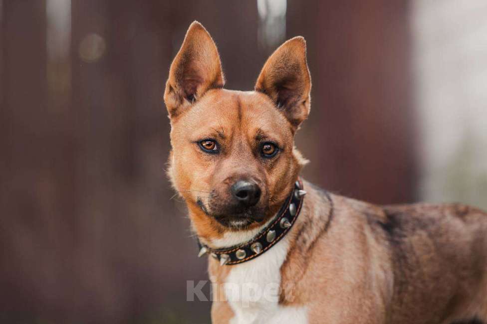Собаки в других городах Московской области: Арчи солнышко ищет семью Мальчик, Бесплатно - фото 2