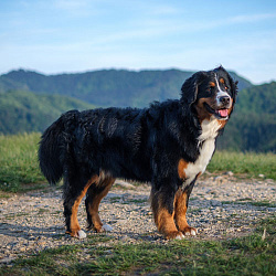 Бернский зенненхунд