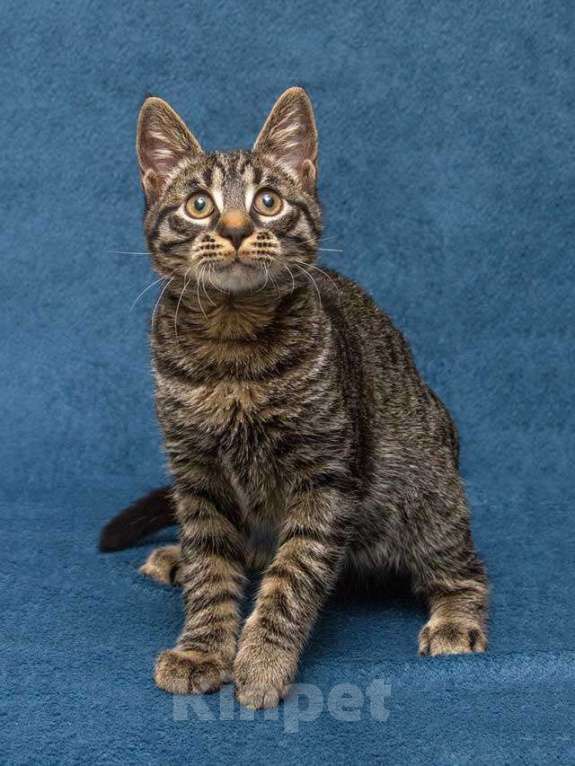 Кошки в Москве: Ласковый и нежный малыш Тигрик ищет дом и любящее сердце  Мальчик, 10 руб. - фото 2