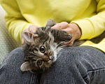 Кошки в Люберцах: Ищут дом два прекрасных которебенка Девочка, 1 руб. - фото 8