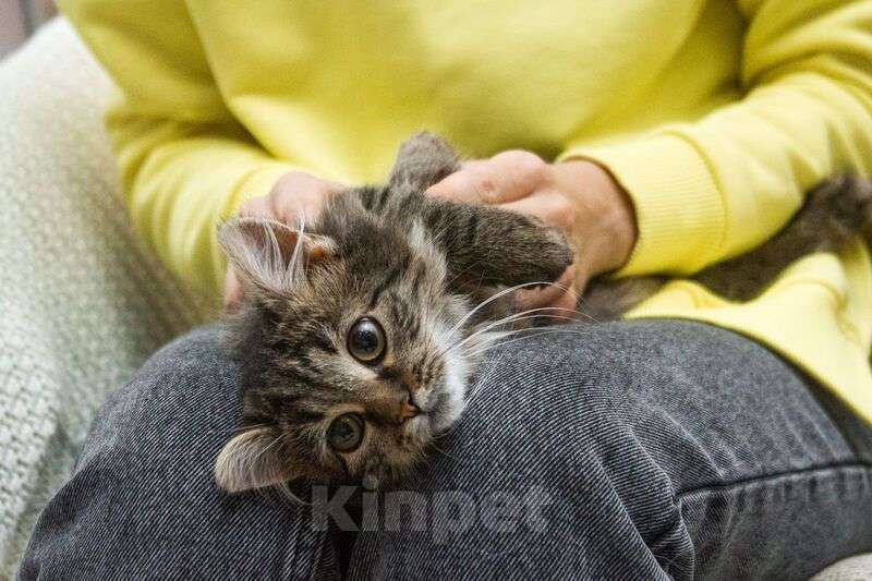 Кошки в Люберцах: Ищут дом два прекрасных которебенка Девочка, 1 руб. - фото 8