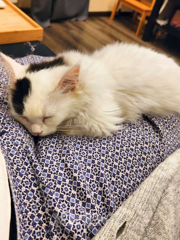 Кошки в Люберцах: Манчкин лонг Мальчик, 15 000 руб. - фото 5