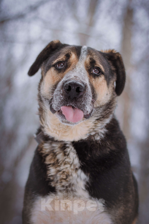 Собаки в Москве: Дюк Мальчик, Бесплатно - фото 4