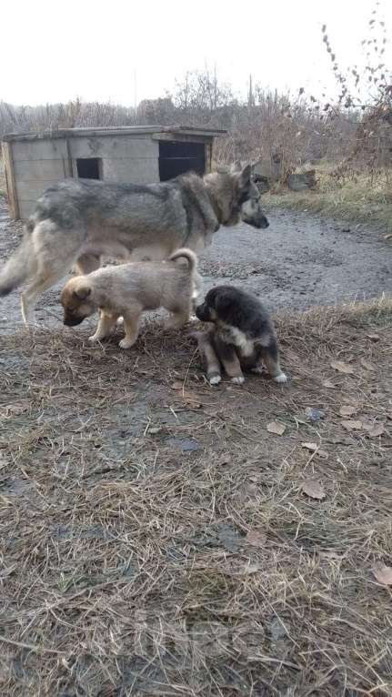 Собаки в Мыске: Щенок лайки Мальчик, 800 руб. - фото 3