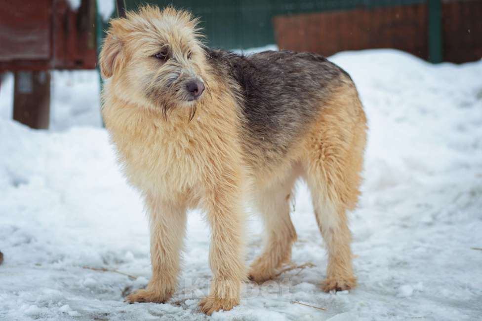 Собаки в Москве: щенок Флинт ищет семью Девочка, Бесплатно - фото 9