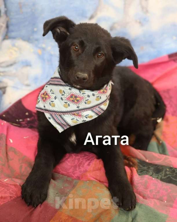 Собаки в Москве: Щенки метисы лабрадора и овчарки в добрые руки Девочка, Бесплатно - фото 5