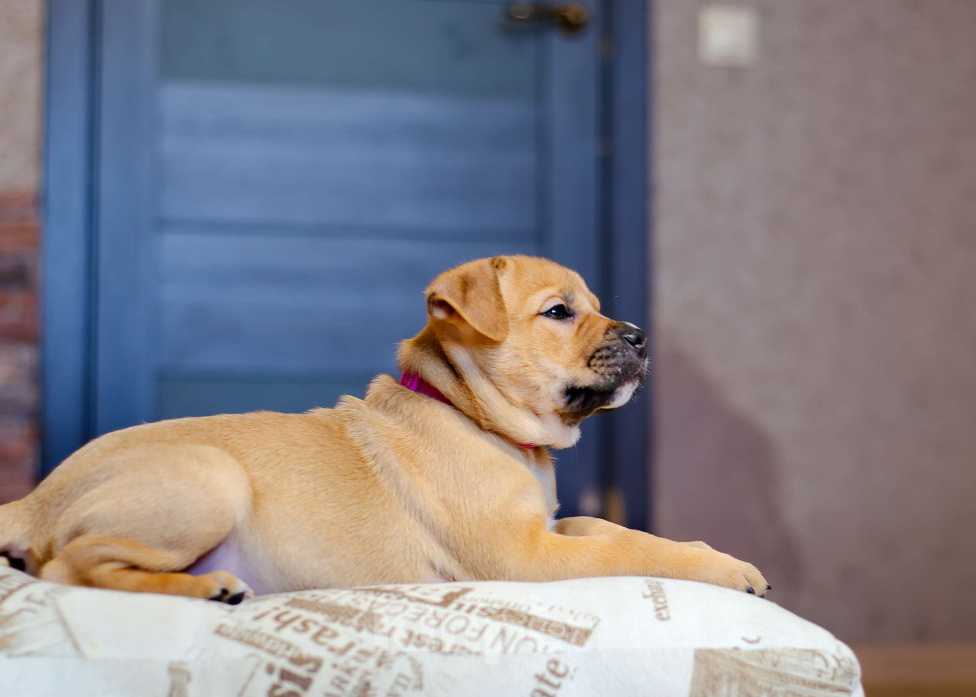 Собаки в Щелково: Перлинка кадебошка  Девочка, Бесплатно - фото 2