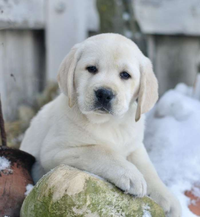 Собаки в Задонске: Мальчик Лабрадорчик Мальчик, 60 000 руб. - фото 2