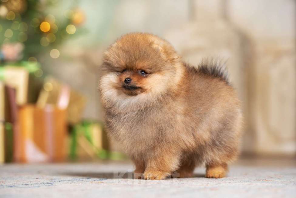 Собаки в Москве: Померанский шпиц мальчик и девочка РКФ Мальчик, Бесплатно - фото 3