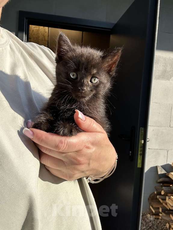 Кошки в других городах Самарской области: Кошки нагуляли нам такое изобилие! Готовы поделиться! Девочка, Бесплатно - фото 10