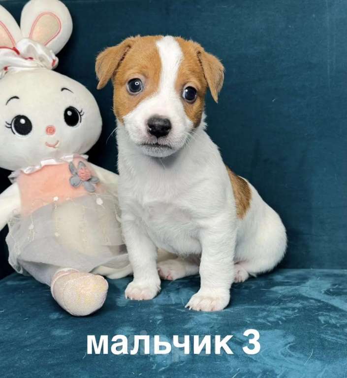 Собаки в других городах Ленинградской области: Мальчик Мальчик, 25 000 руб. - фото 1