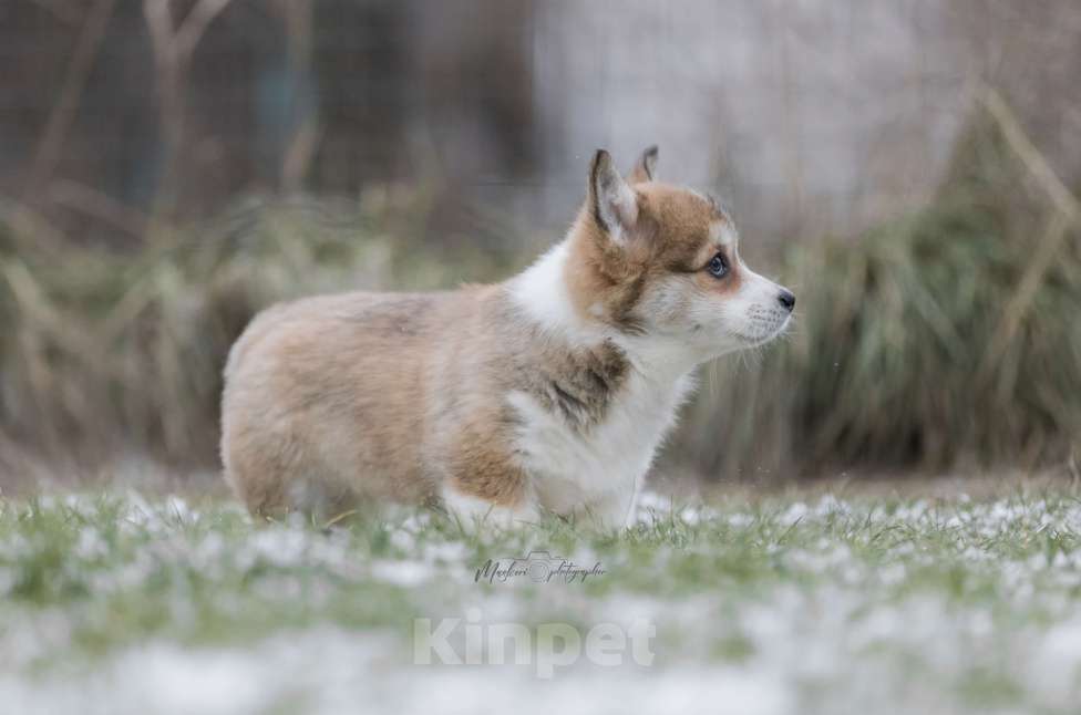 Собаки в Нижнем Новгороде: Щенки вельш корги пемброк Девочка, 60 000 руб. - фото 4