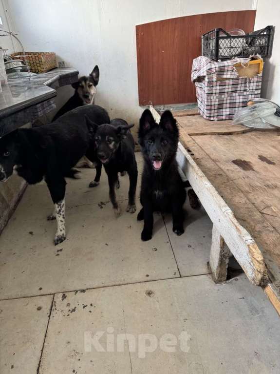 Собаки в Москве: Отдам щенка срочно Девочка, Бесплатно - фото 5