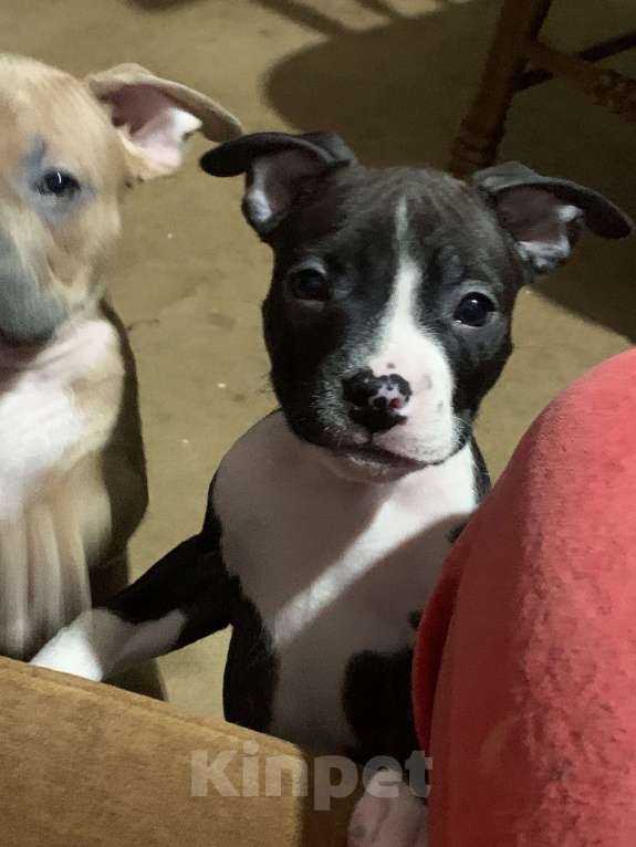 Собаки в Новосибирске: Кузнечик Девочка, 20 000 руб. - фото 5