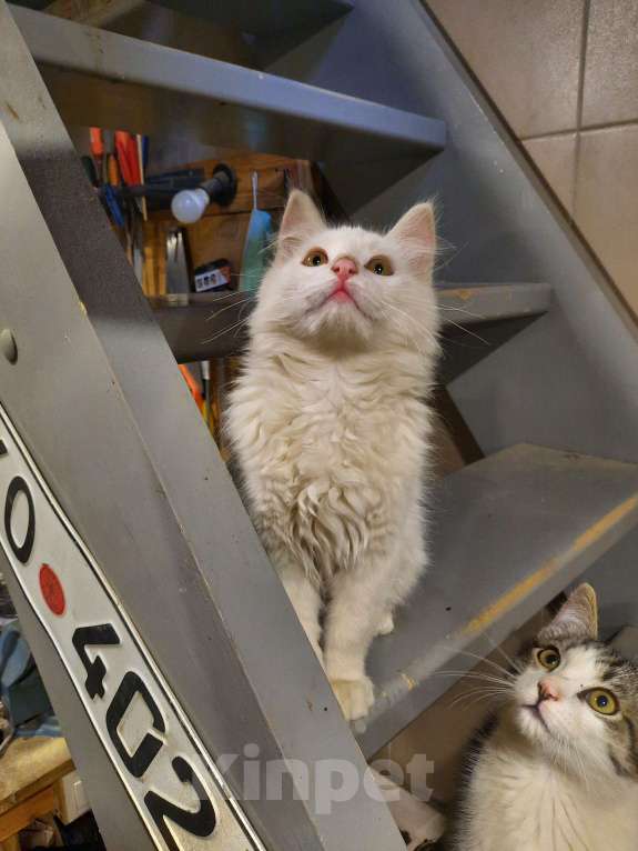 Кошки в Лобне: Белый пушистик с серым пятнышком Мальчик, Бесплатно - фото 3