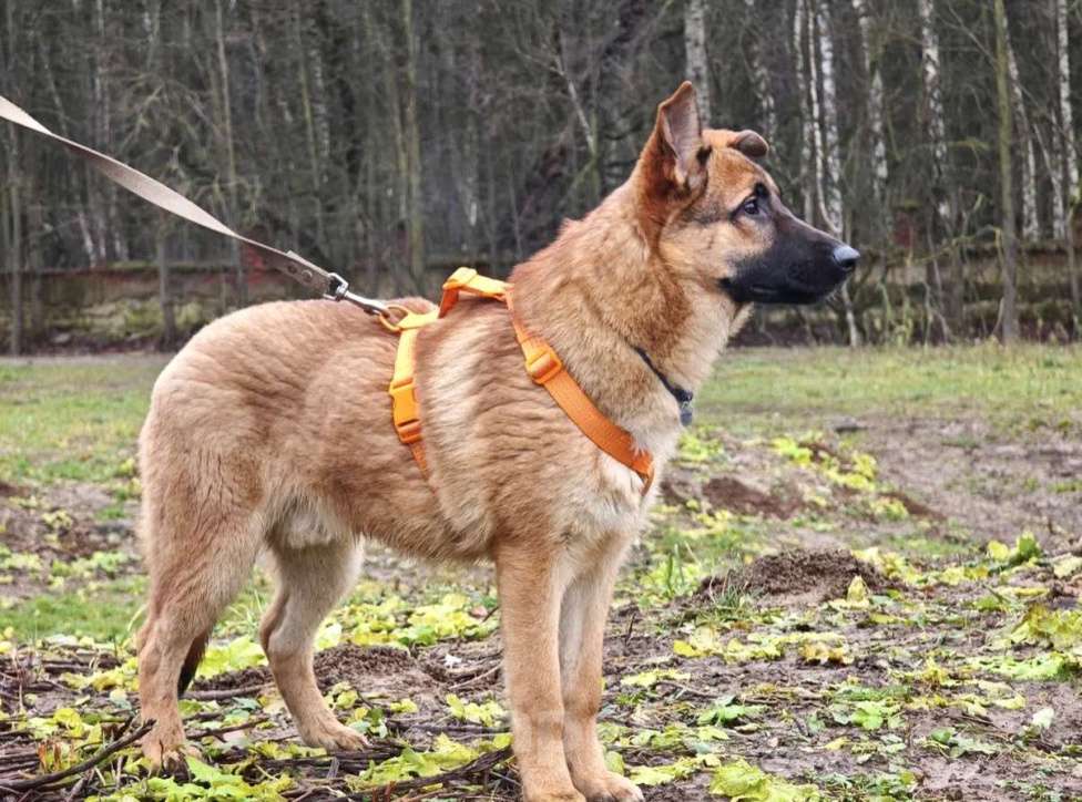 Собаки в Москве: Микки ищет дом Мальчик, Бесплатно - фото 1