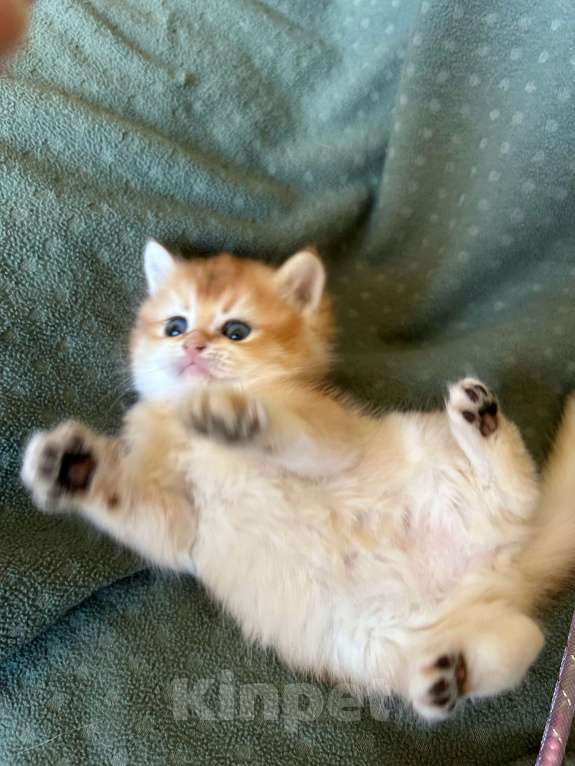 Кошки в Москве: Золотая шиншилла девочка Солнышко Девочка, 30 000 руб. - фото 7