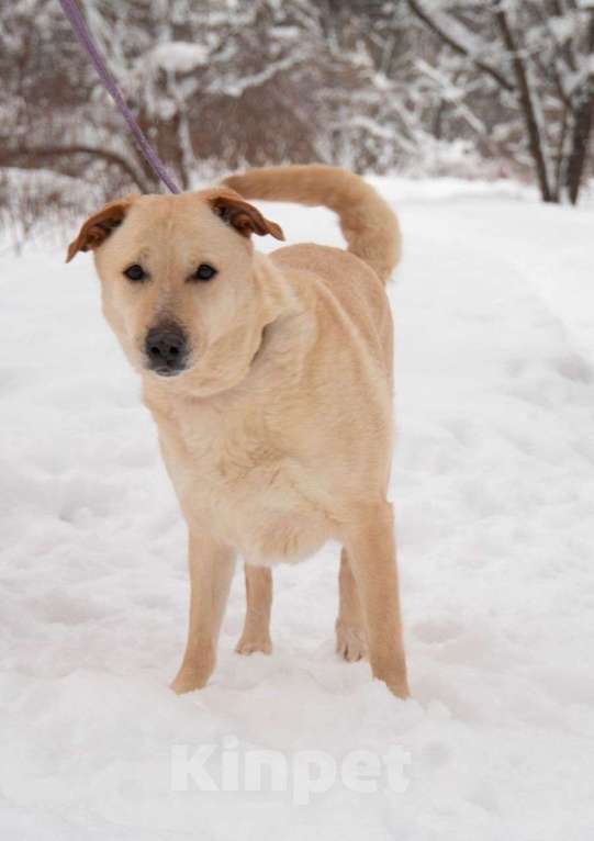 Собаки в Москве: Карамелька, 6 лет Девочка, Бесплатно - фото 5