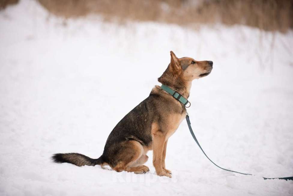 Собаки в Москве: Чичерин Мальчик, Бесплатно - фото 3