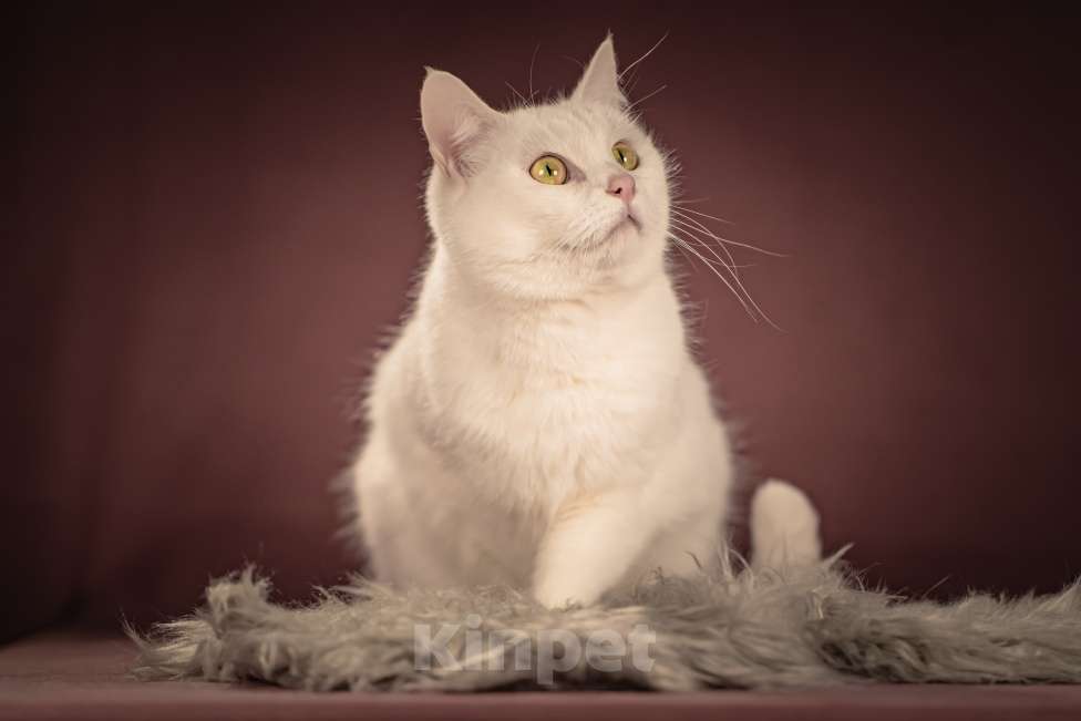 Кошки в Клине: Кассиопея — изящная кошечка, точно фарфоровая статуэтка Девочка, Бесплатно - фото 7