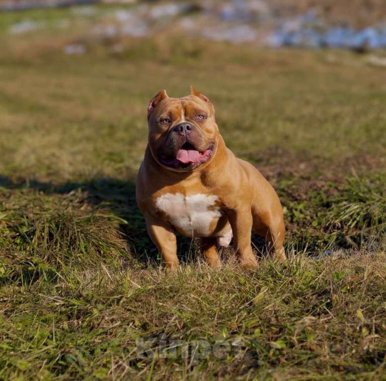 Собаки в Белово: Вязка Мальчик, 100 000 руб. - фото 3