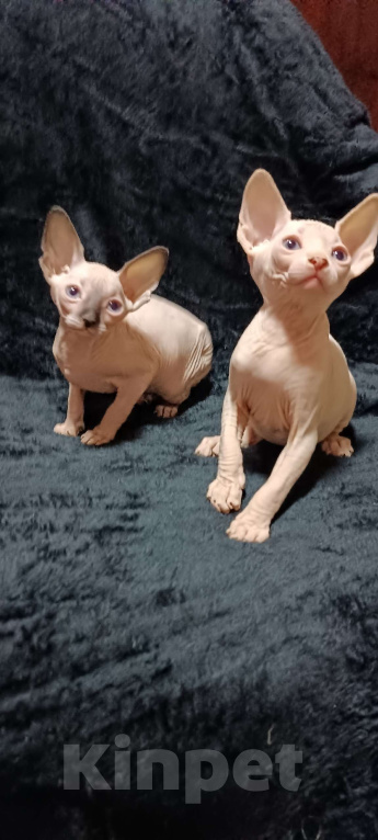 Кошки в Донецке: Голубоглазые котята Канадского сфинкса Девочка, 20 000 руб. - фото 2