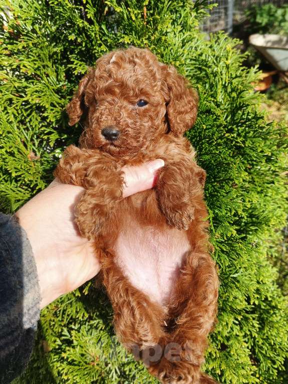 Собаки в Москве: Той пудель девочка РКФ. Девочка, 150 000 руб. - фото 6