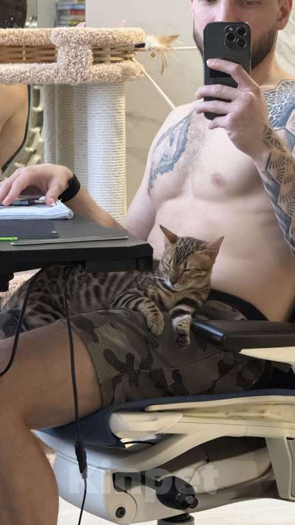 Кошки в Москве: Королева Бенгалов Девочка, 100 000 руб. - фото 3