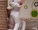 Кошки в Электростали: Мальчик Девон Рекс Мальчик, Бесплатно - фото 7