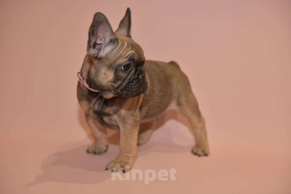 Собаки в Москве: Девочка французского бульдога  Девочка, 50 000 руб. - фото 5