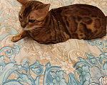 Кошки в Мур: Бенгальская кошка, 5 000 руб. - фото 2