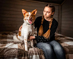 Собаки в Москве: Бордер-колли Плуто в дар Мальчик, Бесплатно - фото 2