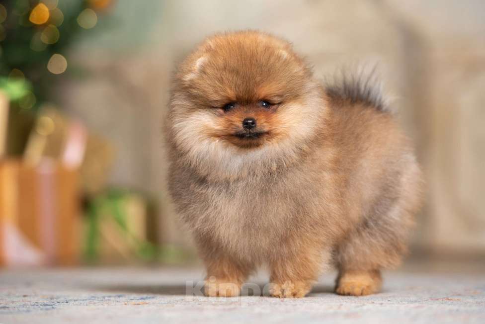 Собаки в Москве: Померанский шпиц мальчик и девочка РКФ Мальчик, Бесплатно - фото 1