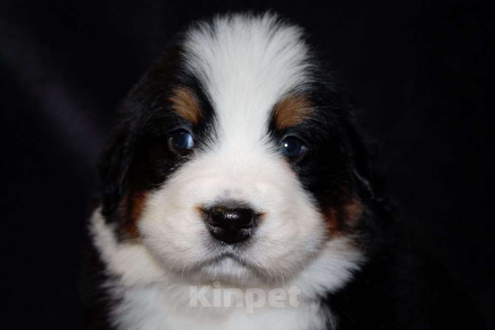 Собаки в других городах Московской области: Бернский зенненхунд Девочка, 50 000 руб. - фото 5