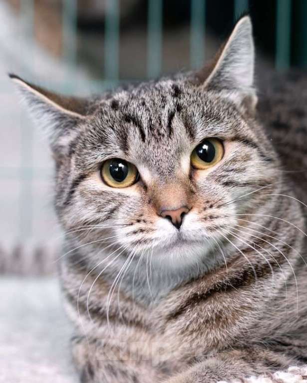 Кошки в Москве: Полосатая кошечка Марфуша в добрые руки Девочка, 1 руб. - фото 1