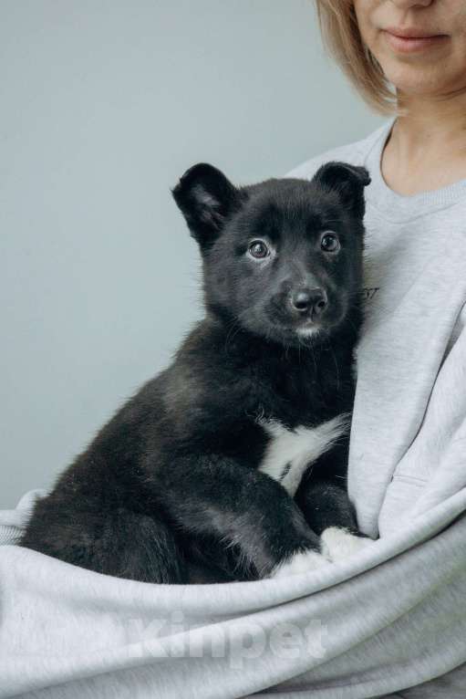 Собаки в Москве: Щенки бесплатно в Москве Девочка, Бесплатно - фото 4