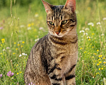 Кошки в Москве: Котик ждёт человека Мальчик, Бесплатно - фото 6