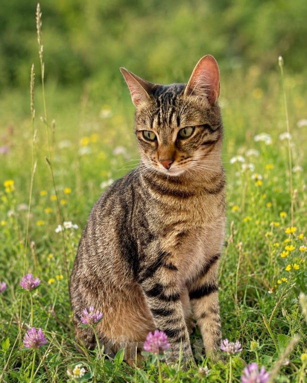 Кошки в Москве: Котик ждёт человека Мальчик, Бесплатно - фото 6