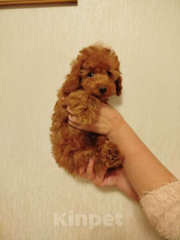 Собаки в Москве: Той-пудель щенок Мальчик, 120 000 руб. - фото 3