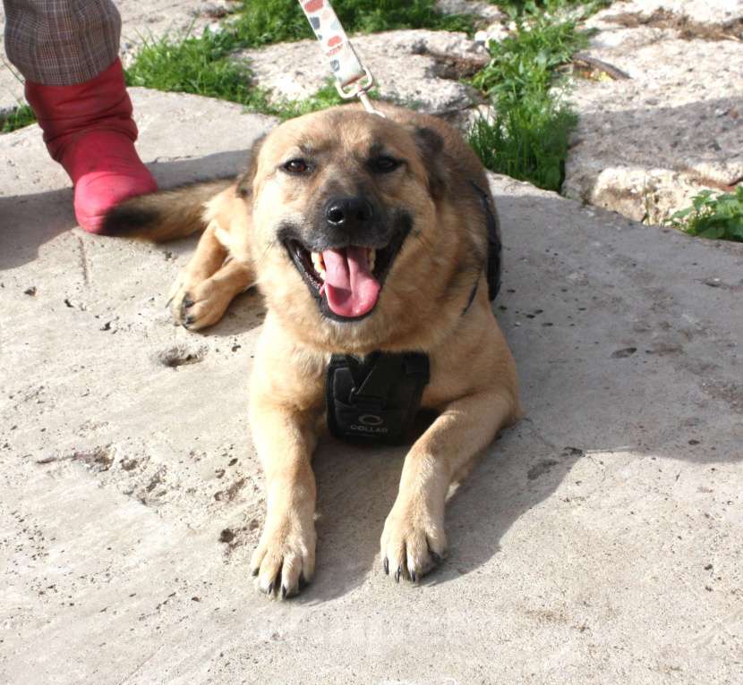 Собаки в Москве: ШАНС на дом и семью для ласкуши Ладушки Девочка, Бесплатно - фото 3