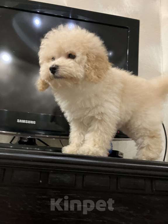 Собаки в Перми: Той Пудель!! Девочка, 70 000 руб. - фото 3