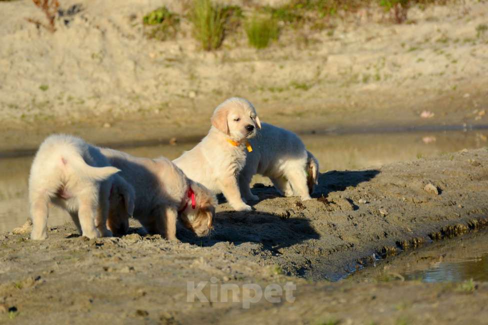 Собаки в Москве: Щенок голден ретривера. Девочка, Бесплатно - фото 10