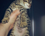 Кошки в Туле: Бенгал розетка на золоте Мальчик, 7 000 руб. - фото 3