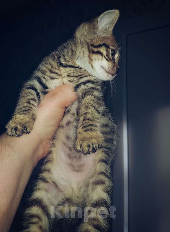 Кошки в Туле: Бенгал розетка на золоте Мальчик, 7 000 руб. - фото 3